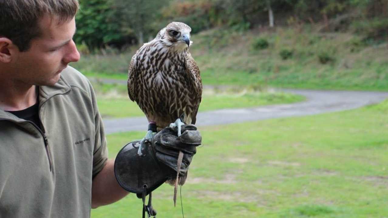 North East Falconry